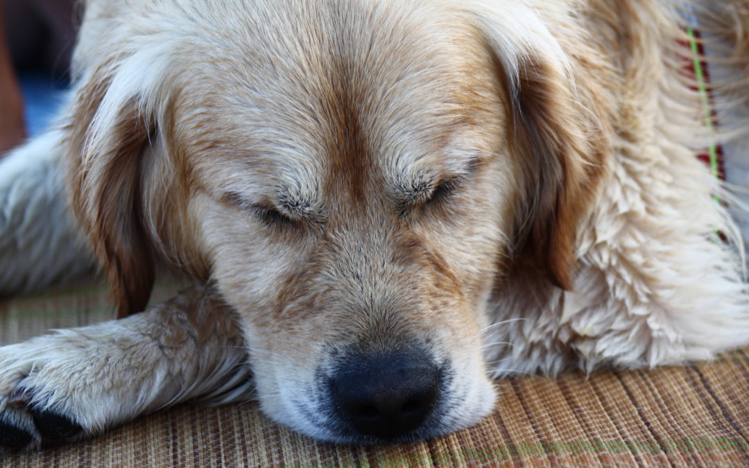 Linee guida nazionali riguardo alle vaccinazioni del cane