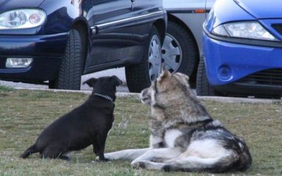 Cosa prevede il codice della strada quando accade un sinistro?