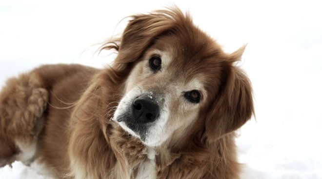 Casa di Riposo per cani anziani